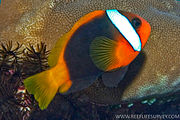 黑雙鋸魚(Amphiprion melanopus)