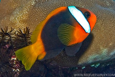 Amphiprion melanopus RLS.jpg