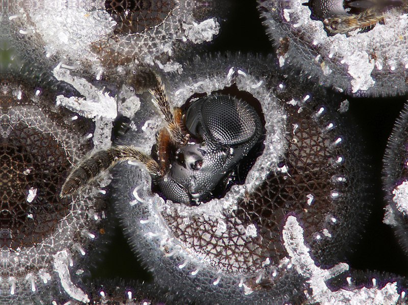 File:An adult parasitoid insect emerges from the egg of a stink bug - USDA-ARS.jpg