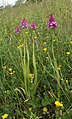 Anacamptis pyramidalis