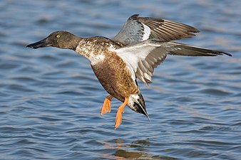 In flight