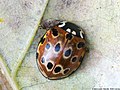 Anatis ocellata (Linnaeus, 1758)