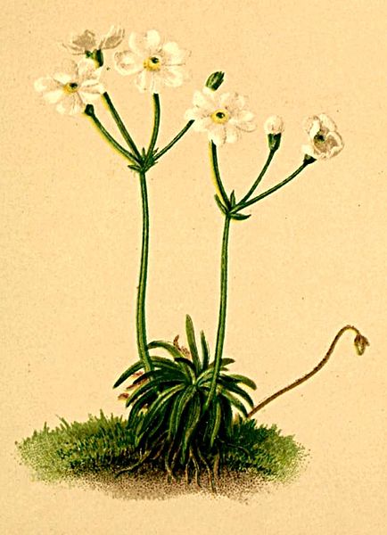 File:Androsace lactea Atlas Alpenflora.jpg