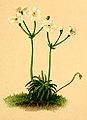 Androsace lactea Atlas Alpenflora.jpg