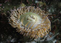 Meriroos Monterey Bay Aquarium'is
