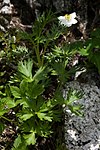 Anemone narcissiflora 07.jpg