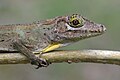 Anolis cuvieri