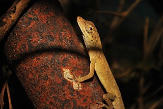 Anolis sericeus