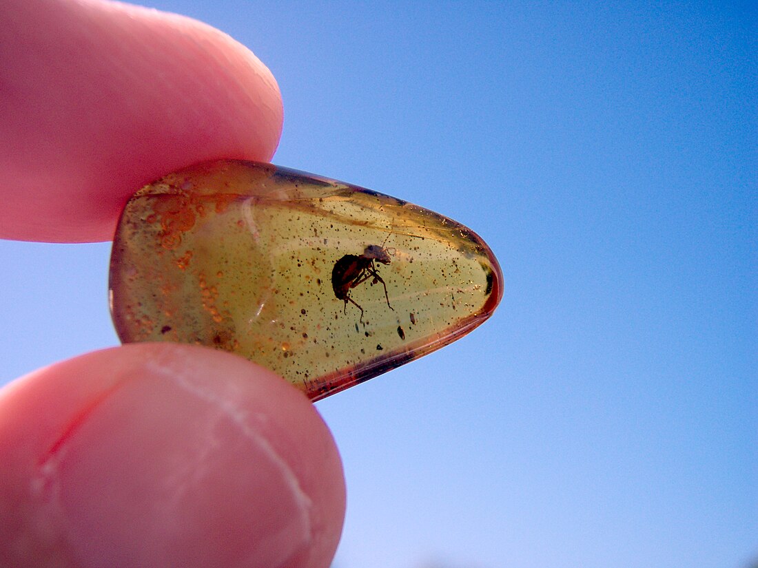 Dominican amber