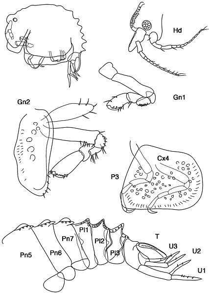 File:Antatelson claudei (10.5852-ejt.2011.2) Figure 8.jpg