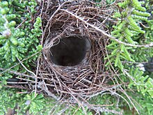 Nest Anthobaphes violacea 273464585.jpg