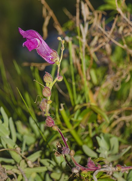 File:Antirrhinum majus, Sète 04.jpg