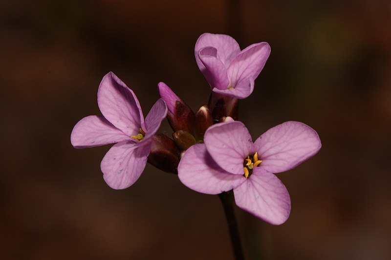 File:Arabis aculeolata 4642.JPG