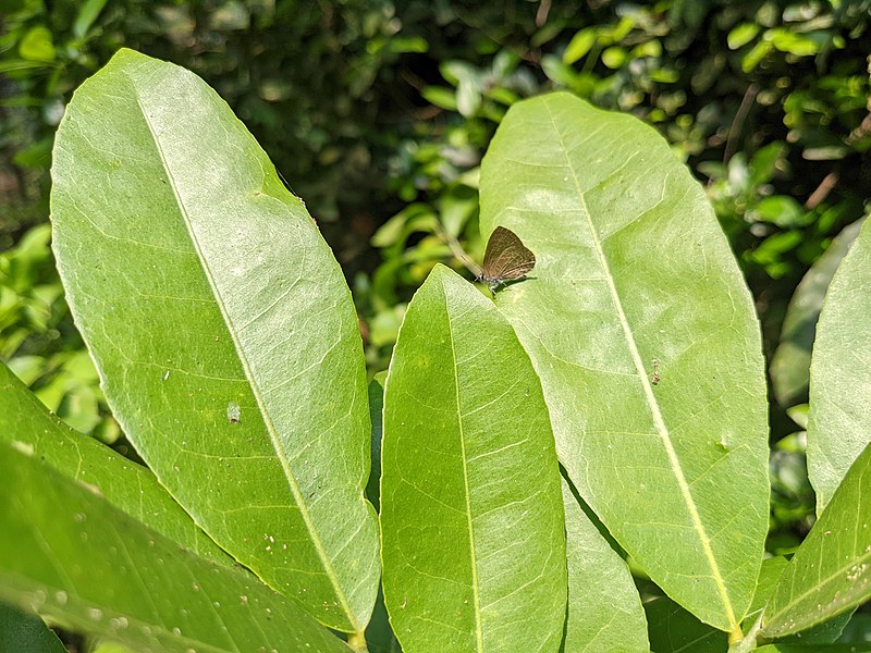 File:Aralam Wildlife Sanctuary during Annual Butterfly Survey 2022 (148).jpg