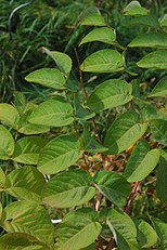 Aralia elata sp. mandschurica