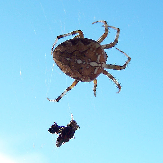 Araneus diadematus (Gartenkreuzspinne)