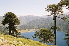 Araucaria araucana Argentina