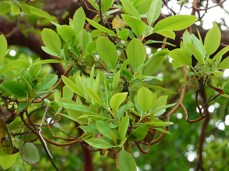 File:Arbousier parc Pierrefitte-Nestalas feuilles.JPG