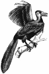 A historic 1904 reconstruction of Archaeopteryx Archaeopteryx, fig 1, Nordisk familjebok.png