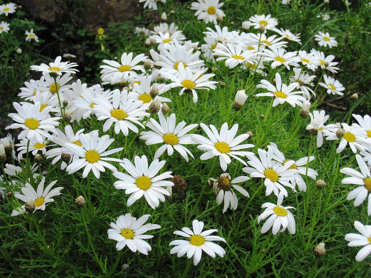 types of white daisy