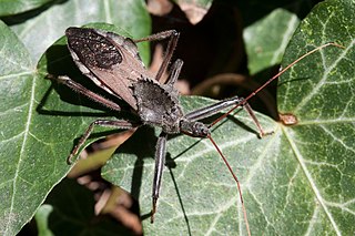 Wheel bug Species of true bug