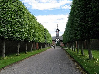 Pleached trees at Arley Hall, Cheshire, England