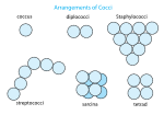 Miniatura per Coc (bacteri)