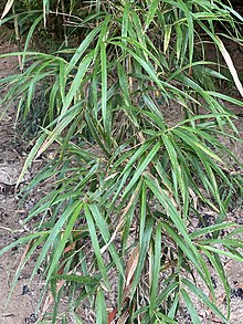 Arundinaria gigantea in Natchez, Mississippi, US Arundinaria gigantea 145012173.jpg