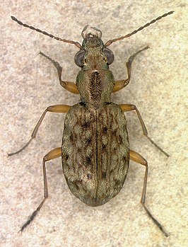 Asaphidion alaskanum