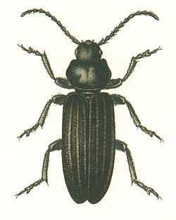 Asemum striatum Linnaeus, 1758