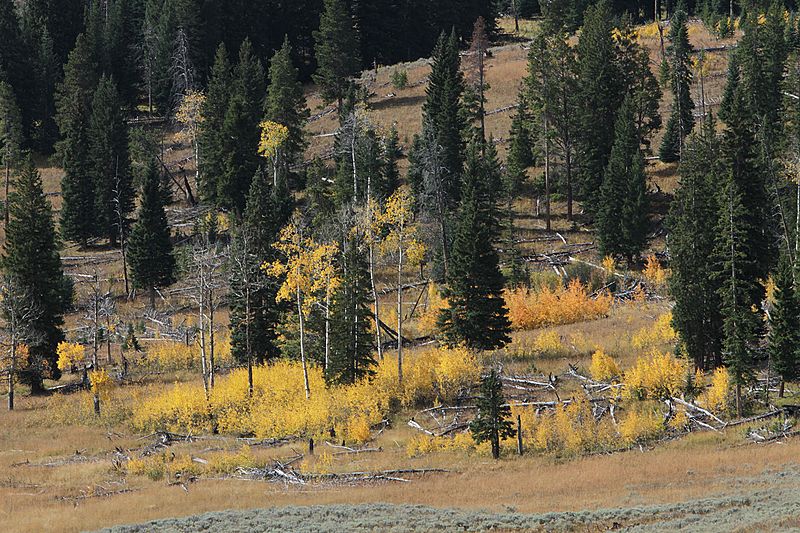 File:Aspen saplings (15243144578).jpg