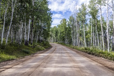 Lossy Page1 440px Aspen Trees Along The High Dirt Road Leading To Crested Butte%2C Colorado%2C From The Distant Crystal River Valley LCCN2015633794.tif 