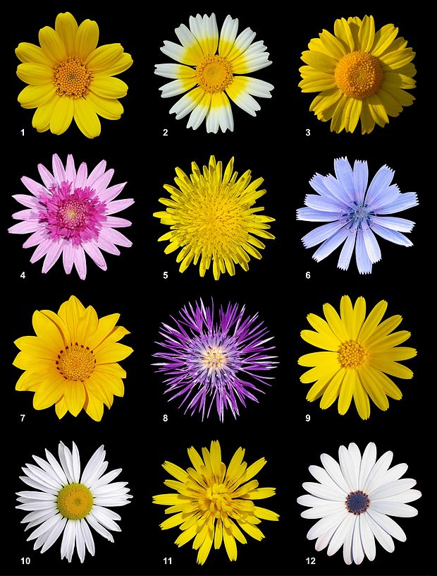 Twelve species of Asteraceae from the subfamilies Asteroideae, Carduoideae and Cichorioideae 