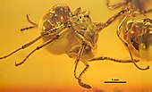 Asymphylomyrmex balticus Asymphylomyrmex balticus GZG-BST05034 02.jpg