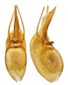 Atrecus affinis (Paykull, 1789) Genital (16650583211).png