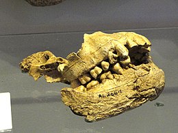Australopithecus Afarensis: Vondst en naamgeving, Beschrijving, Fylogenie
