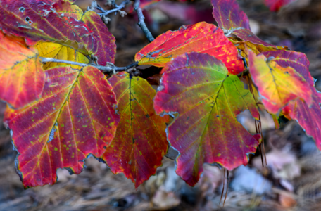 Autumn Leaves