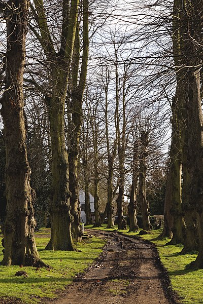 File:Avenue at Felsted Essex England 01.jpg