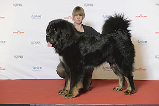 Tibetan Mastiff Dog breed