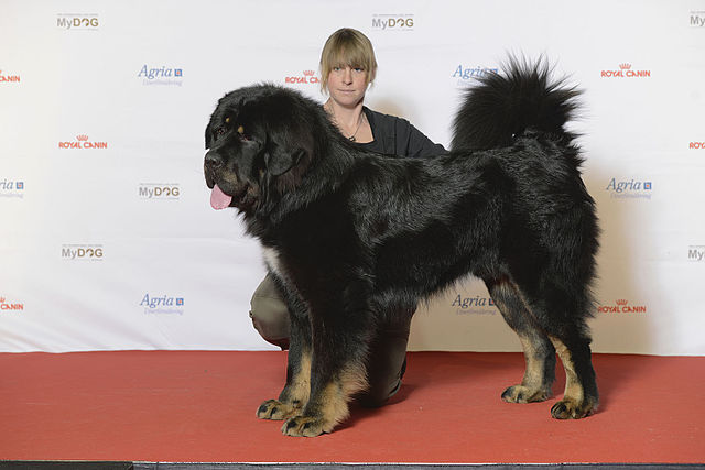 Tibetan Mastiff - Wikipedia