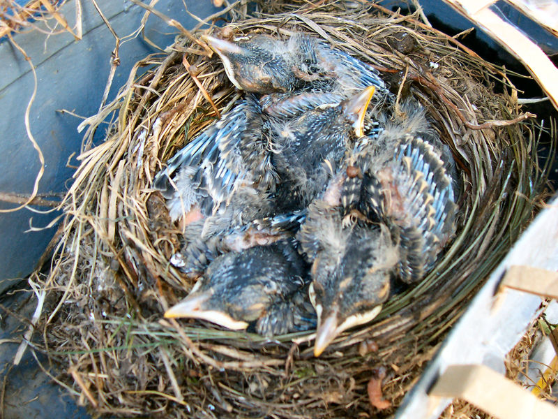 File:Baby birds in nest.jpg