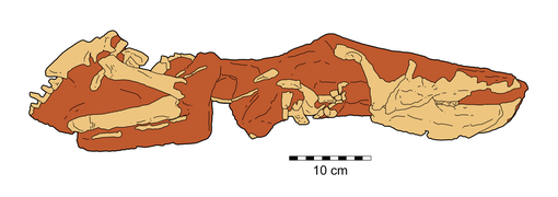 Bagaceratops KID 196