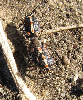 Bagrada hilaris