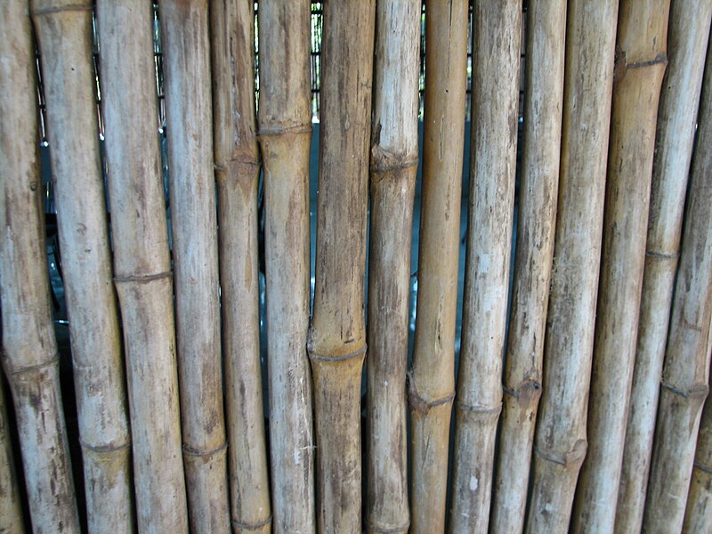 File:Bamboobunch.JPG