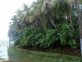 Banks of river Karichal.jpg