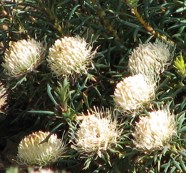 File:Banksia carlinoides.jpg