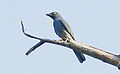 Bar-bellied cuckoo-shrike