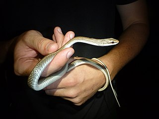 <span class="mw-page-title-main">Barbour's tropical racer</span> Species of snake