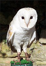 Thumbnail for Common barn owl