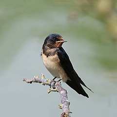 Barn swallow Hirundo rustica